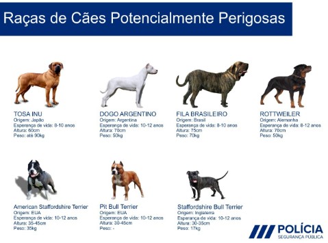 Imagem Formação para detentores de cães perigosos ou potencialmente perigosos.